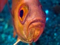 Fish soldiers myripristis murdjan closeup. Bright red color, big eyes on a blue background of water Royalty Free Stock Photo