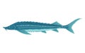 Fish sorts or types. Freshwater fish sturgeon. Hand-drawn color illustration of inland fish. Commercial fish specie