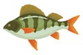 Fish sorts or types. Freshwater fish. Hand-drawn color illustration of inland fish. Commercial fish specie