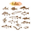 Fish sorts and types. Hand drawn vector illustrations. Lake fish in line art style. Vector sea and ocean creatures for