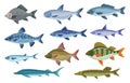 Fish sorts and types. Various freshwater fish. Hand-drawn color illustrations of sea and inland fish. Commercial fish