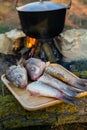 Fish soup prepared over an open fire. Royalty Free Stock Photo