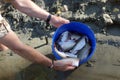 The fish for the soup is well cleaned and washed Royalty Free Stock Photo