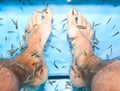 Fish spa feet pedicure skin care treatment Royalty Free Stock Photo