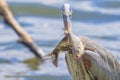 Fish Speared By Great Blue Heron Royalty Free Stock Photo