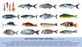 Fish species saltwater classification isolated Royalty Free Stock Photo