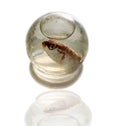 Fish in sphere Royalty Free Stock Photo
