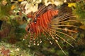 Fish - Spotfin lionfish