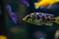 Fish with spots of unusual color. Oceanic flora and fauna, life under water. Bokeh effect with blurry background