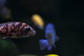 Fish with spots of unusual color swims side ways. Oceanic flora and fauna, life under water. Bokeh effect with blurry dark