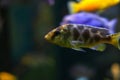 Fish with spots of unusual color swims side ways. Oceanic flora and fauna, life under water. Bokeh effect with blurry dark