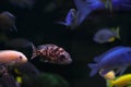 Fish with spots of unusual color swims side ways with other fishes. Oceanic flora and fauna, life under water. Bokeh effect with