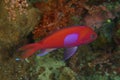 Fish - Squarespot anthias - male