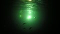 Fish and squid schooling around underwater fishing lights