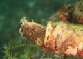 Fish - starry blenny Royalty Free Stock Photo