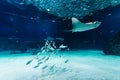 Fish and stingrays in a aquarium