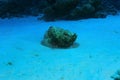 Fish stone in sea Royalty Free Stock Photo