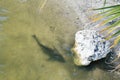 Fish and stone in a small pond Royalty Free Stock Photo