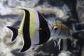 Fish striped angelfish in the clear water of the aquarium