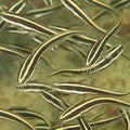 Fish - Striped catfish Royalty Free Stock Photo