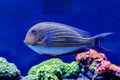 Fish Striped Surgeon Acanthurus lineatus