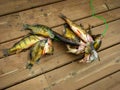 Fish strung on a fishing stinger laying on a wooden deck