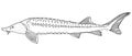 Fish sturgeon hand drawn. Black and white. Beautiful beluga isolated on white background. Vector illustration Royalty Free Stock Photo
