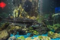 Fish sturgeon swims in the aquarium of oceanarium. Sturgeon fish Royalty Free Stock Photo