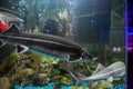Fish sturgeon swims in the aquarium of oceanarium. Sturgeon fish Royalty Free Stock Photo