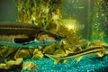 Fish sturgeon swims in the aquarium of oceanarium. Sturgeon fish Royalty Free Stock Photo