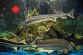 Fish sturgeon swims in the aquarium of oceanarium. Sturgeon fish Royalty Free Stock Photo