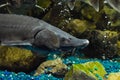 Fish sturgeon swims in the aquarium of oceanarium. Sturgeon fish Royalty Free Stock Photo