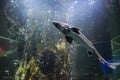 Fish sturgeon swims in the aquarium of oceanarium. Sturgeon fish Royalty Free Stock Photo