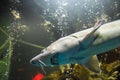 Fish sturgeon swims in the aquarium of oceanarium. Sturgeon fish Royalty Free Stock Photo