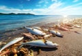 The fish suffer from deformities and diseases. Dead fish on the seashore. The negative impact of ocean acidosis on fish