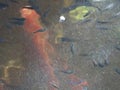 Fish in a sundappled pond