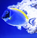 Fish surgeon Acanthurus leucosternon Powder-blue Tang Royalty Free Stock Photo