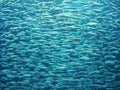 Fish swarm