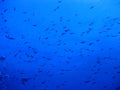 Fish swarm in deep blue water