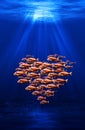 Fish swarm forming a heart