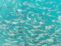 Fish swarm in green ocean.