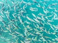 Fish swarm in green ocean.