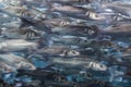 Fish swarm - many fishes swimming
