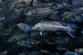 Fish swarm, many fishes swimming in one direction