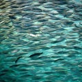 Fish Swarm Sardines