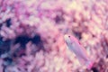 Fish swim with coral reef and bubble Royalty Free Stock Photo