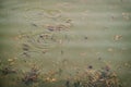 Fish swim near the surface in a dirty pond. Carp are looking for food of the muddy green water