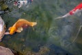 Fish swim in the pond shimmering in the sun with different colors