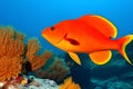 Fish swim in the Red Sea, colorful fish, Eilat Israel. Generative AI