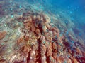 Fish swimming above the reef Royalty Free Stock Photo